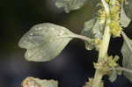 Purple amaranth